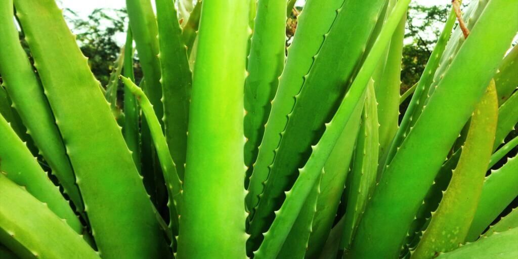 Aloe Vera