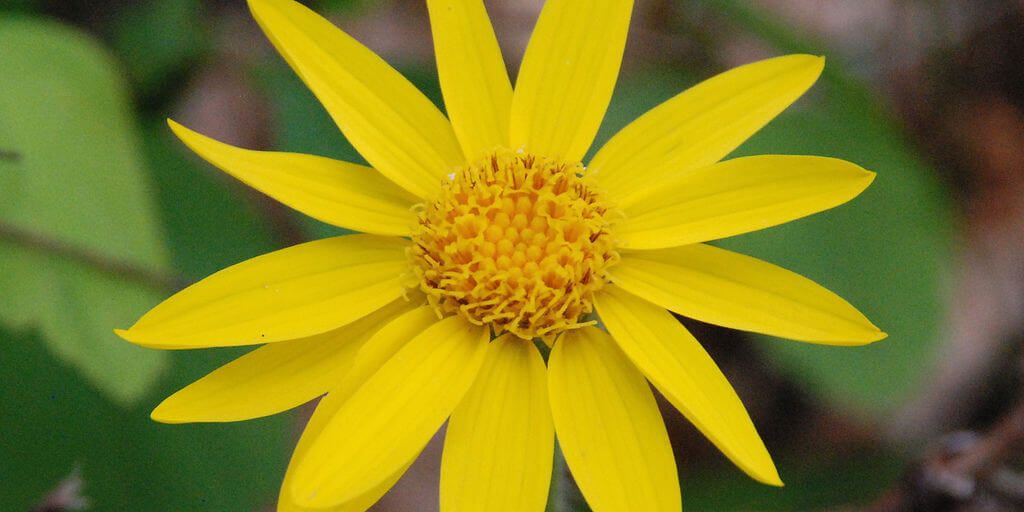 Arnica