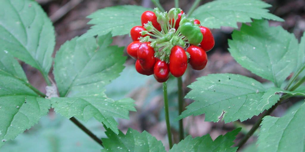 Asian Ginseng