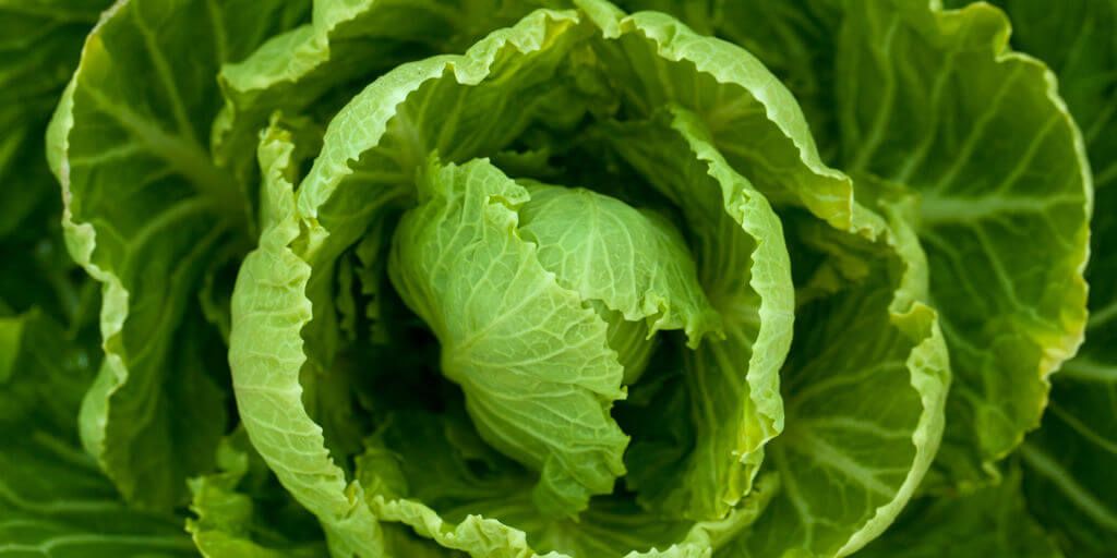 Cabbage