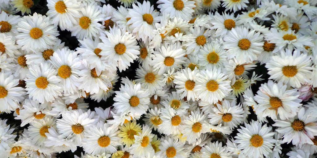 Chamomile