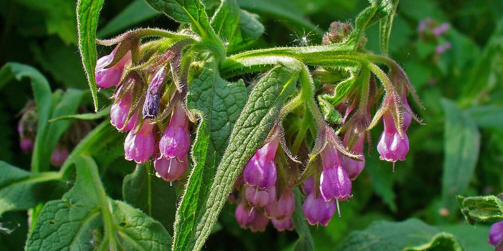 Comfrey