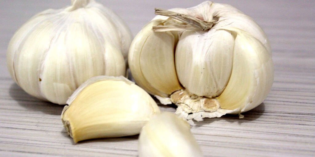 Garlic