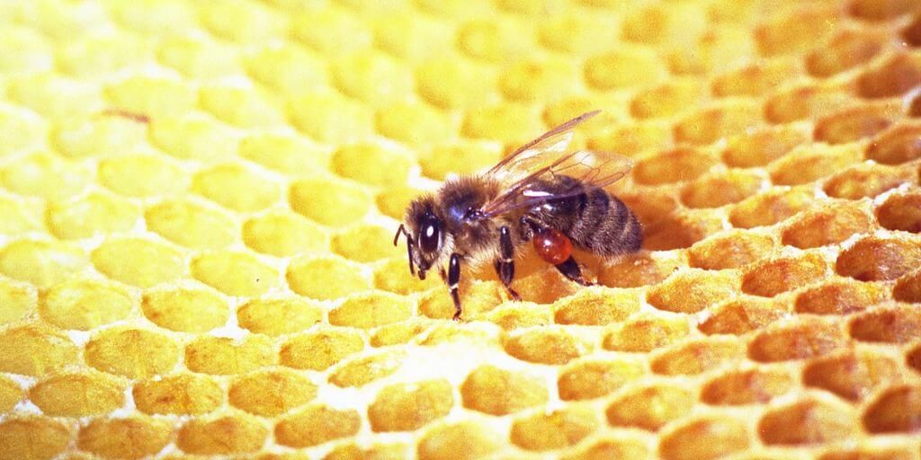 Bee Propolis