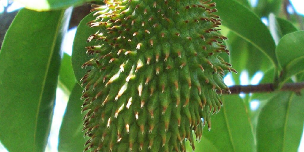 Graviola Soursop