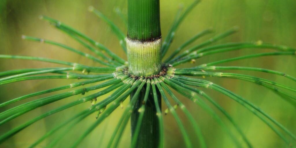 Horsetail