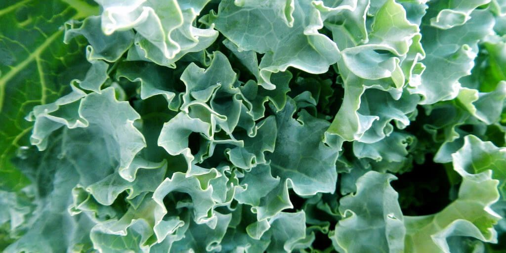 Kale