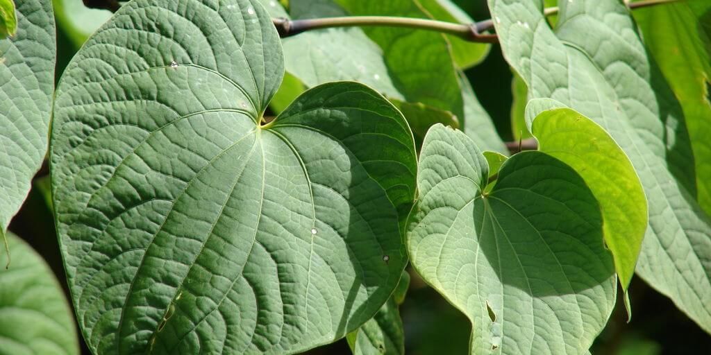Kava kava