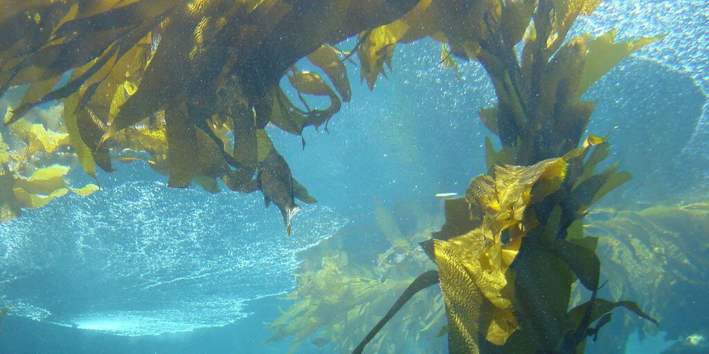 Kelp
