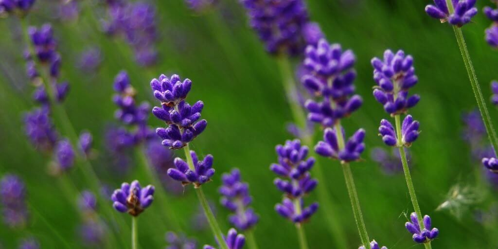 Lavender