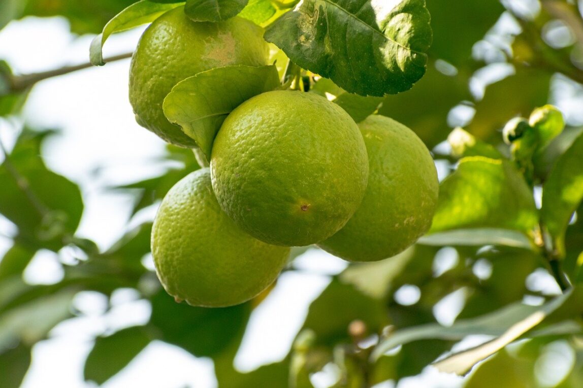 Limes