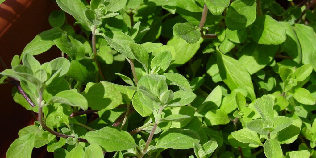Marjoram
