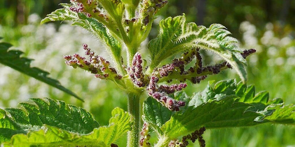 Nettle