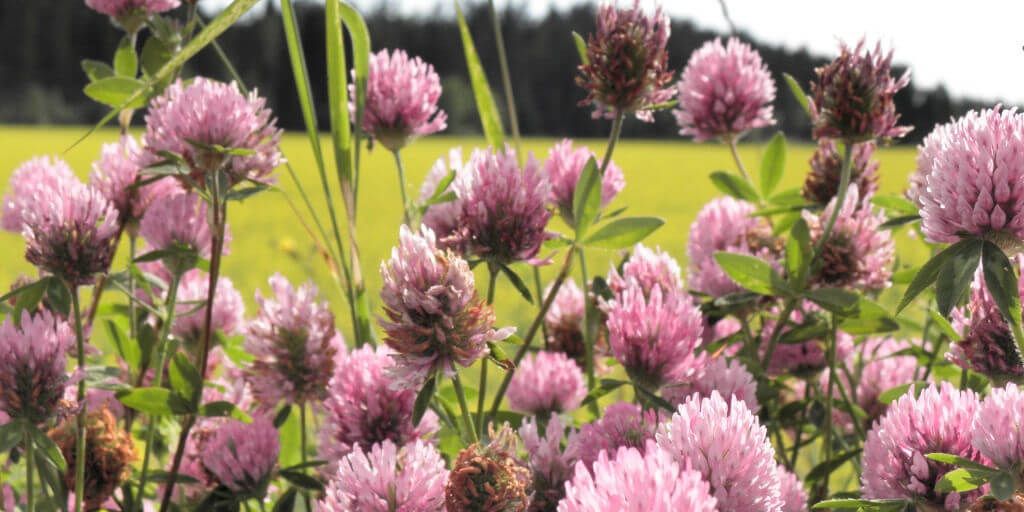 Red Clover
