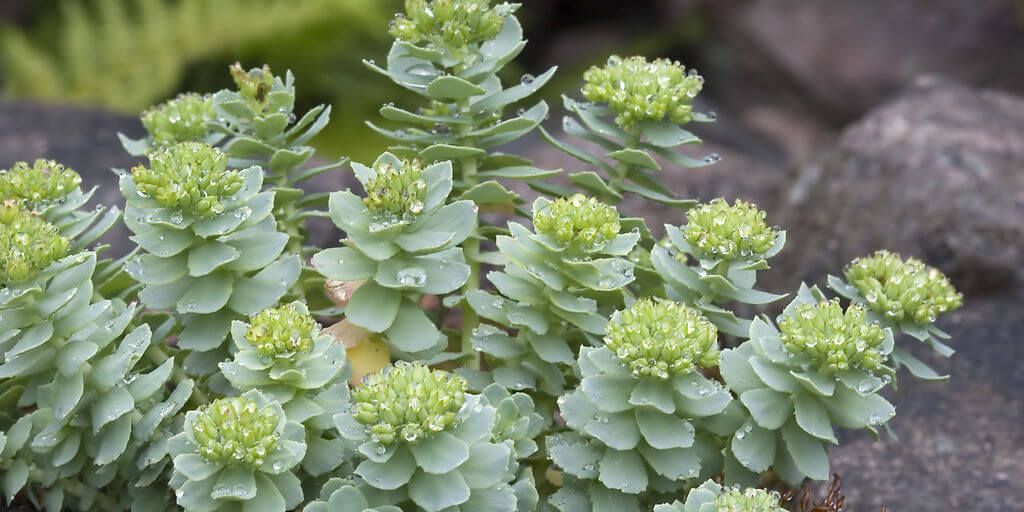 Rhodiola