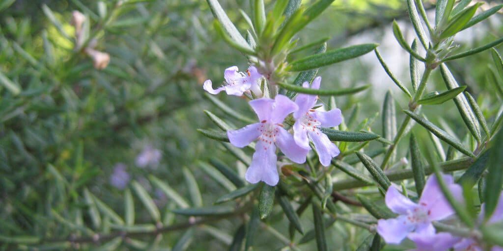 Rosemary