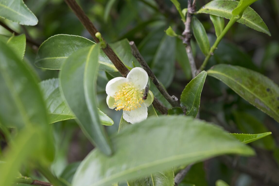 Tea Tree