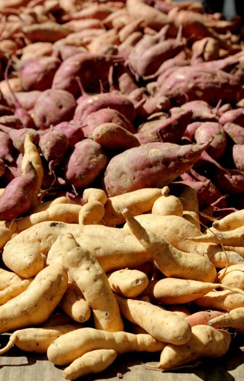 Wild Yam