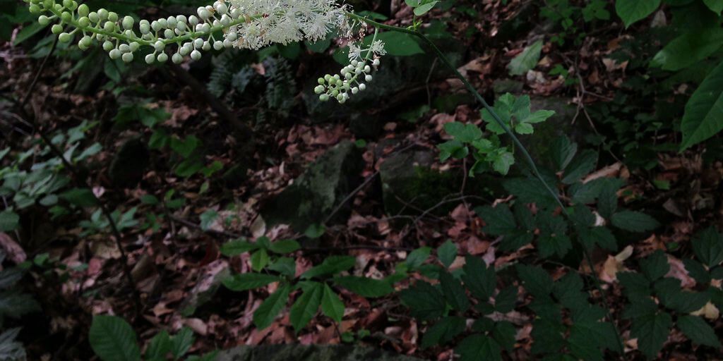 Black Cohosh
