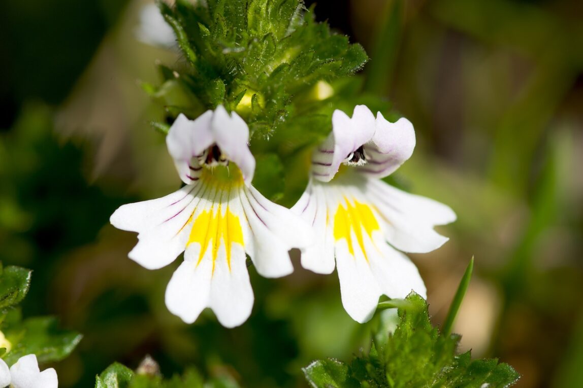 Eyebright
