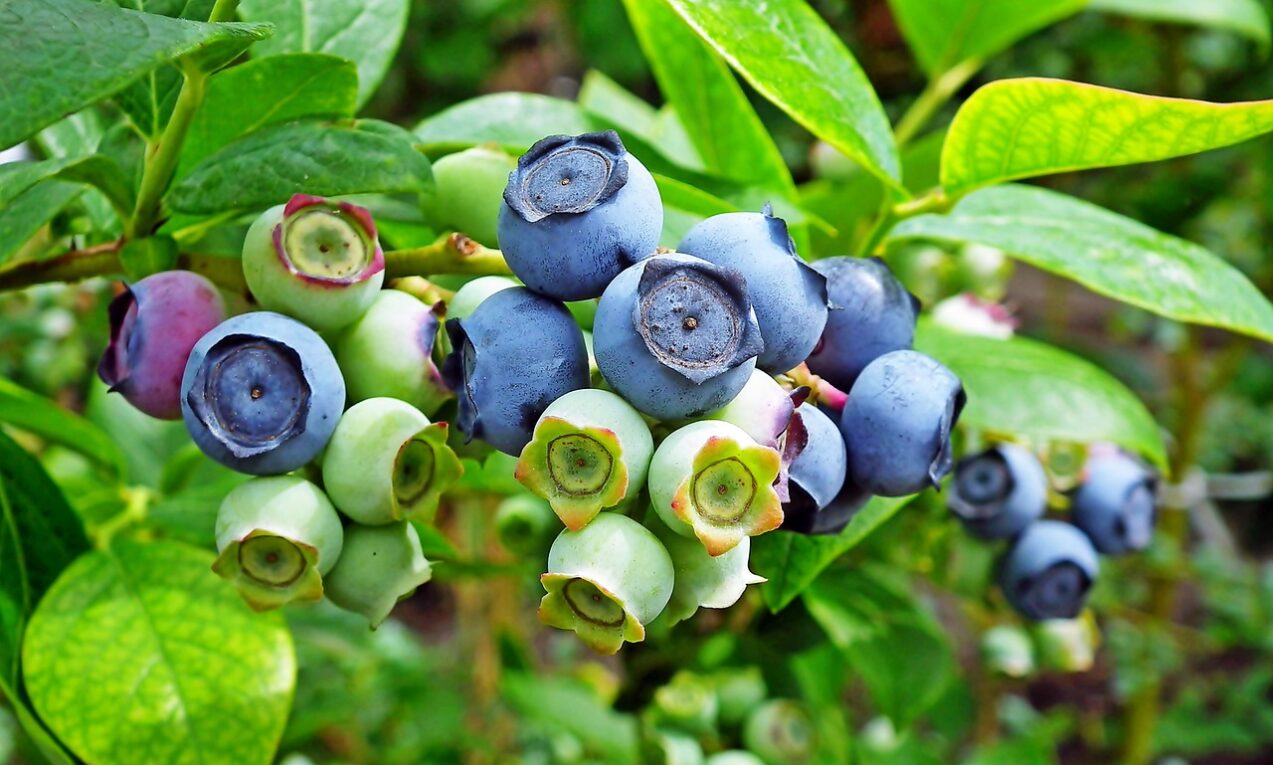 Bilberry