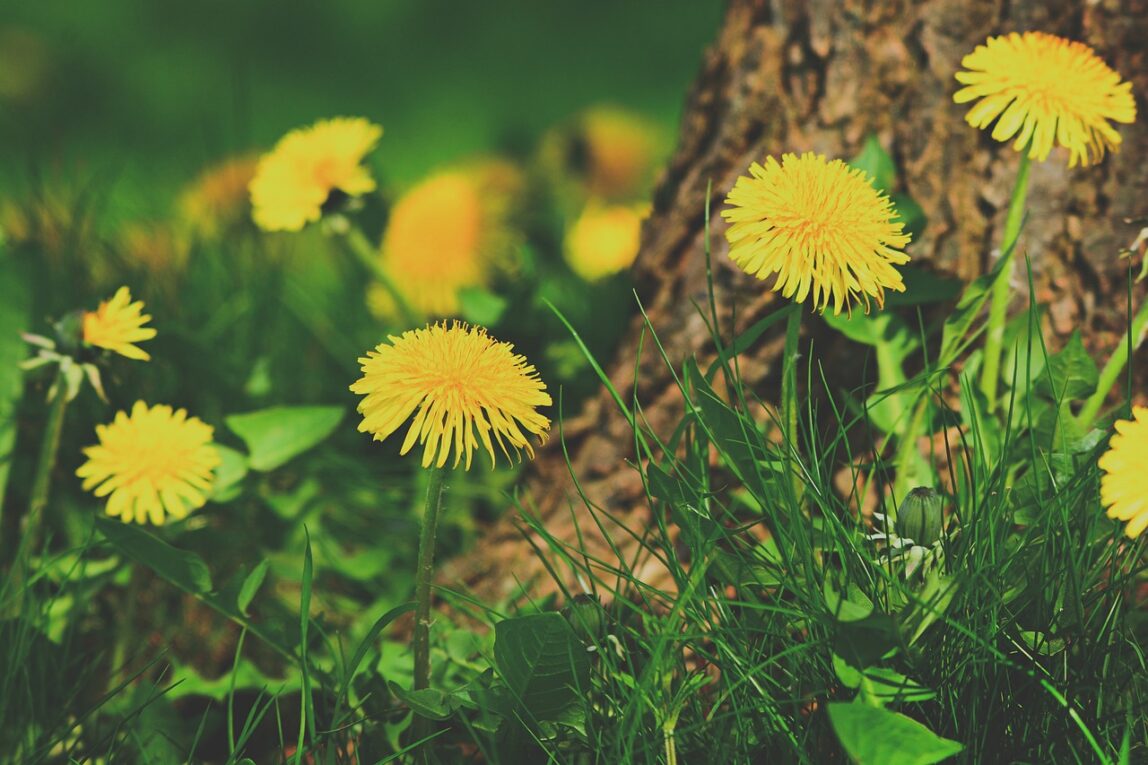 Dandelion