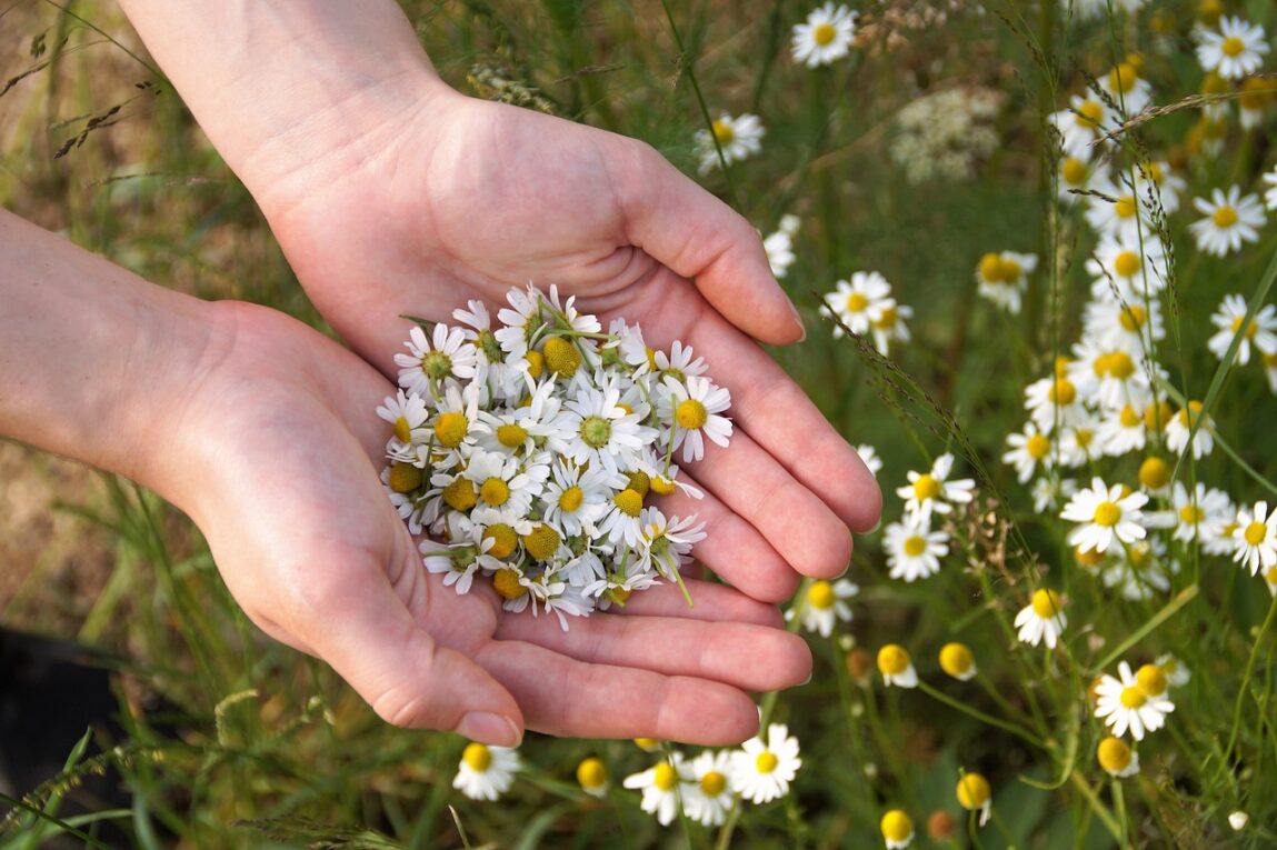Acid Reflux - Chamomile