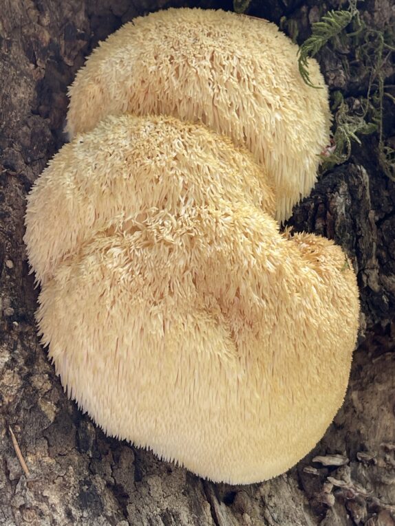 Hericium erinaceus Lion's Mane Mushrooms