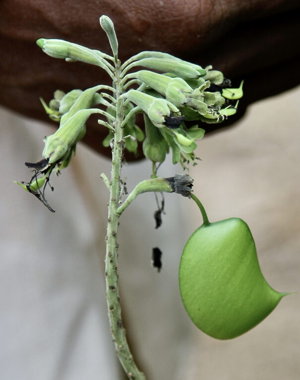 Griffonia simplicifolia
