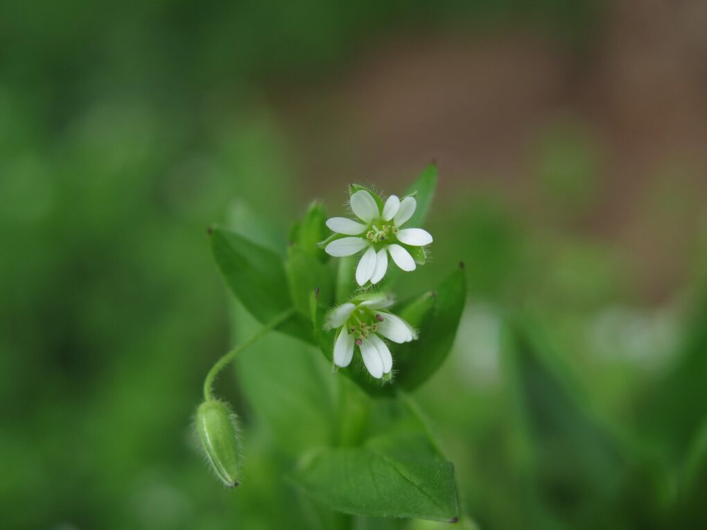 Chickweed