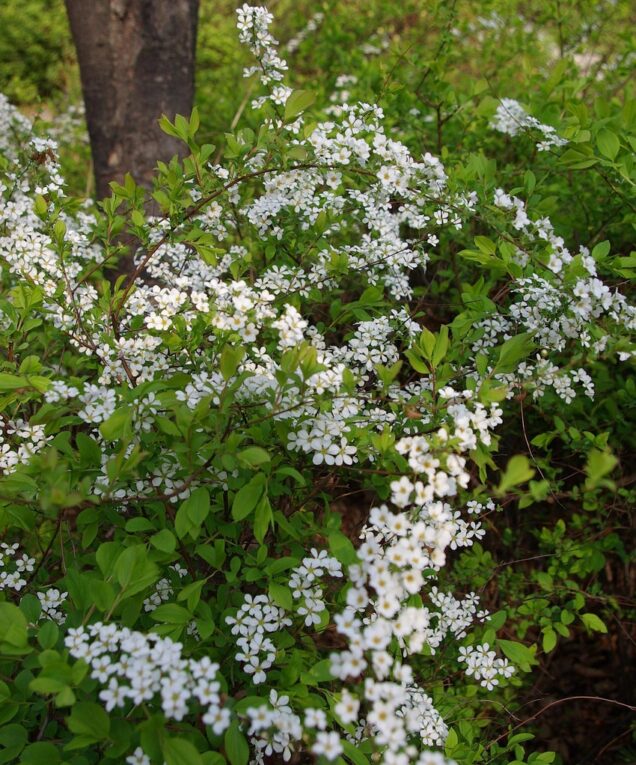 Meadowsweet