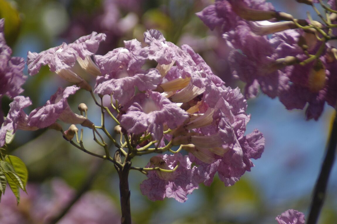 Pau d'Arco tree flowers