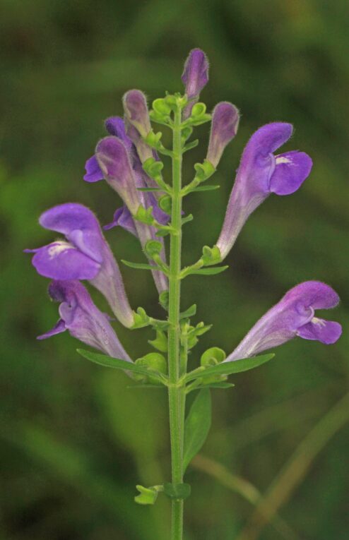 Skullcap_Hyssop_-_Scutellaria_integrifolia,_Meadowood_Farm_SRMA,_Mason_Neck,_Virginia