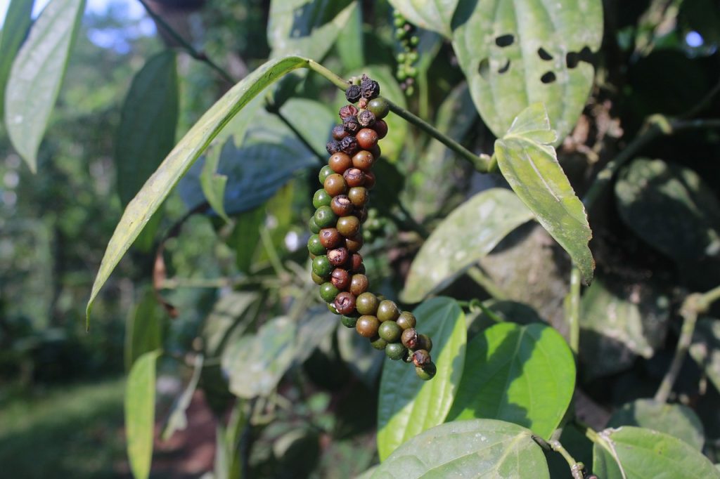 Black Pepper
