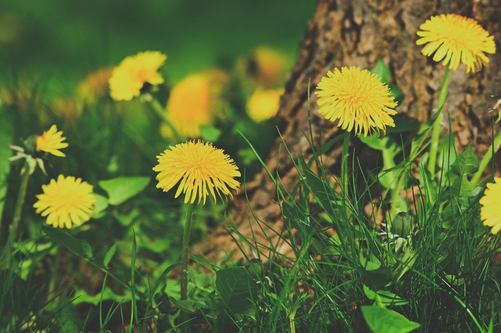 Dandelion