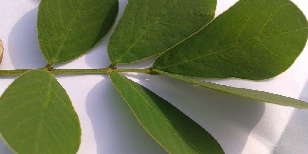 Fenugreek