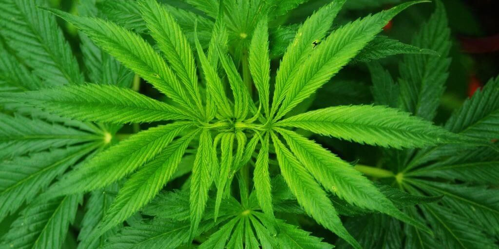 Hemp