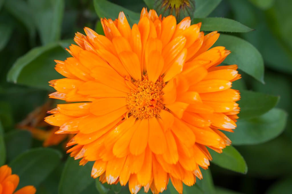 Marigold