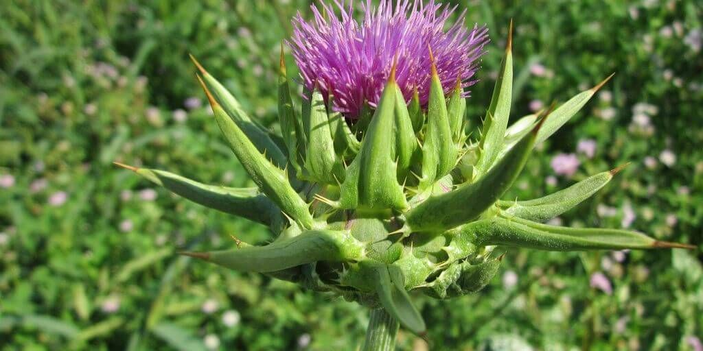 Milk Thistle